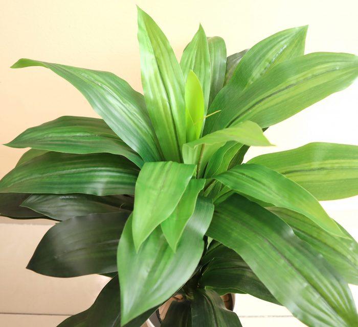 Artificial Dracaena Compacta 80cm