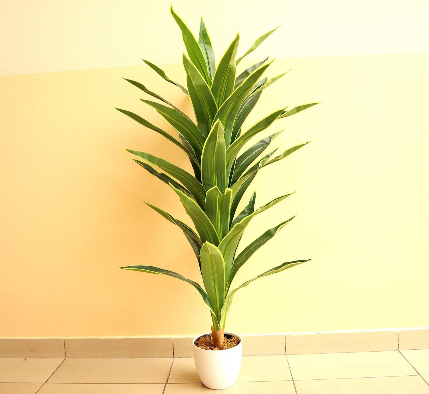 Artificial Dracaena fragrans “Golden Coast” 130cm