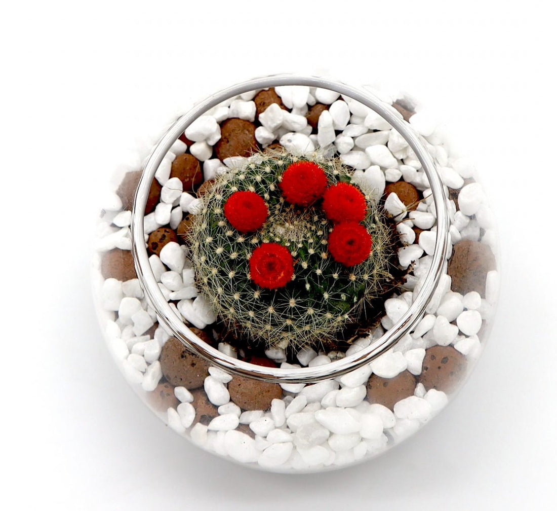 Ornamental Cactus