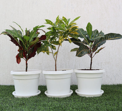 Croton Mix Plants set