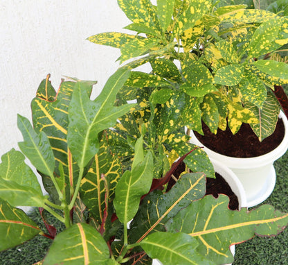 Croton Mix Plants set