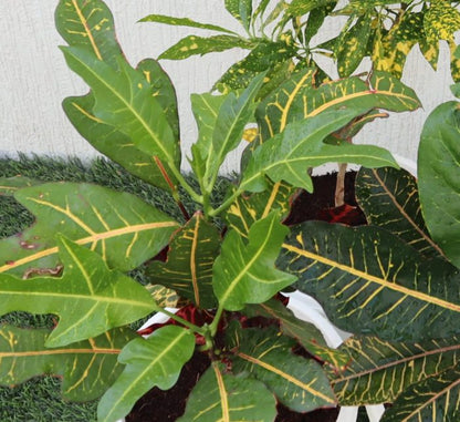 Croton Mix Plants set