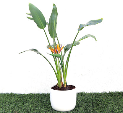 strelitzia reginae