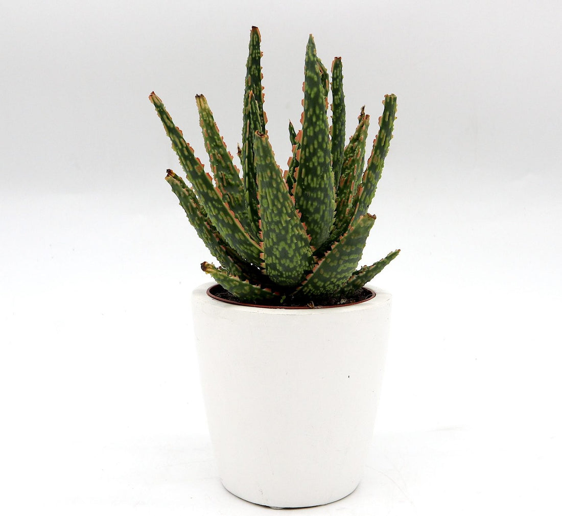 Aloe Christmas Carol Indoor succulent