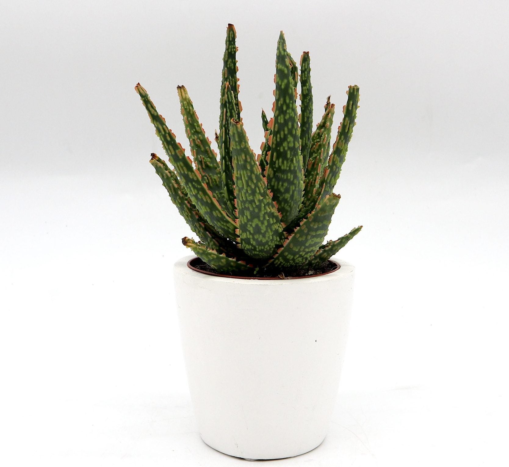Aloe Christmas Carol Indoor succulent 