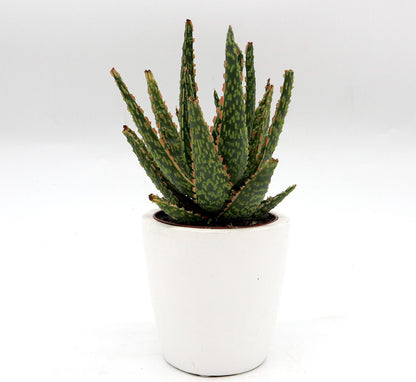 Aloe Christmas Carol Indoor succulent 