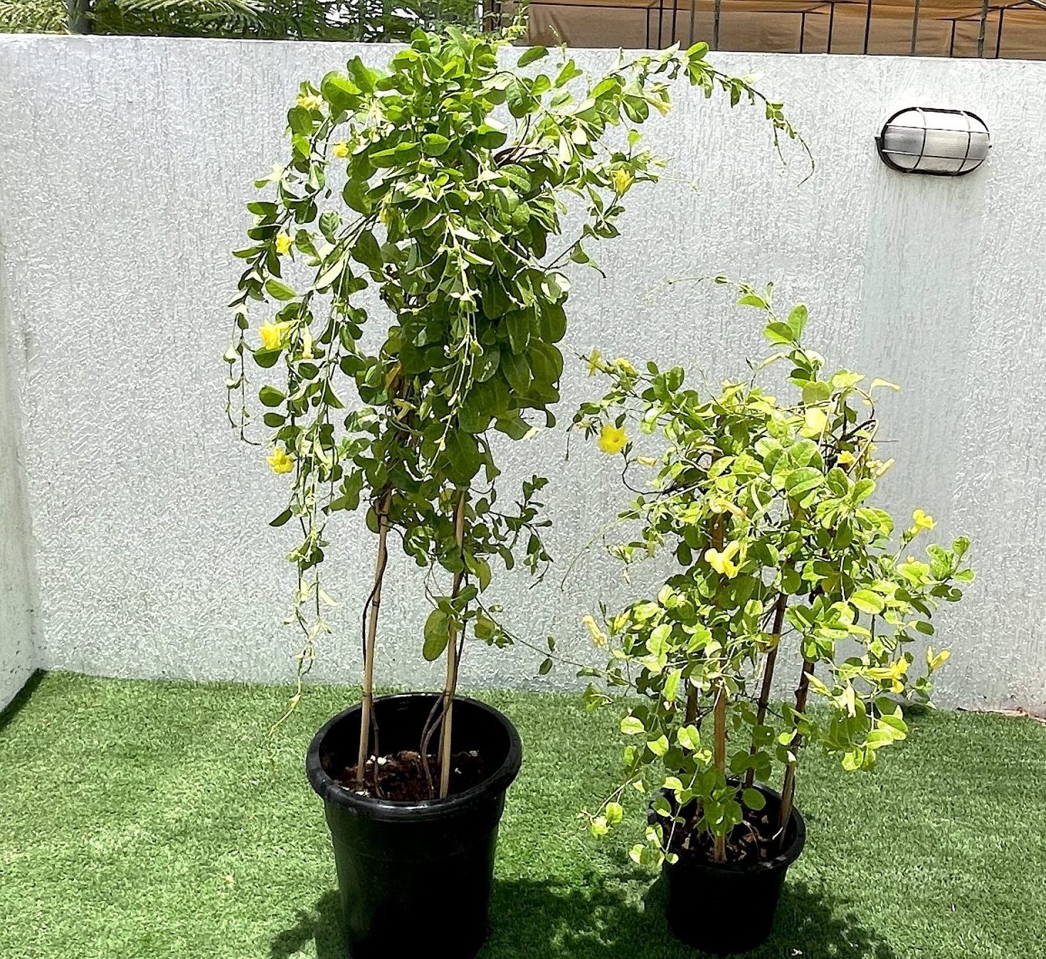Mandevilla splendens Or Yellow Bell Climber