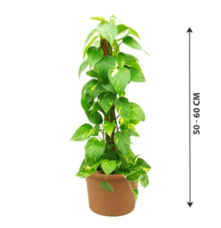 Epipremnum Aureum