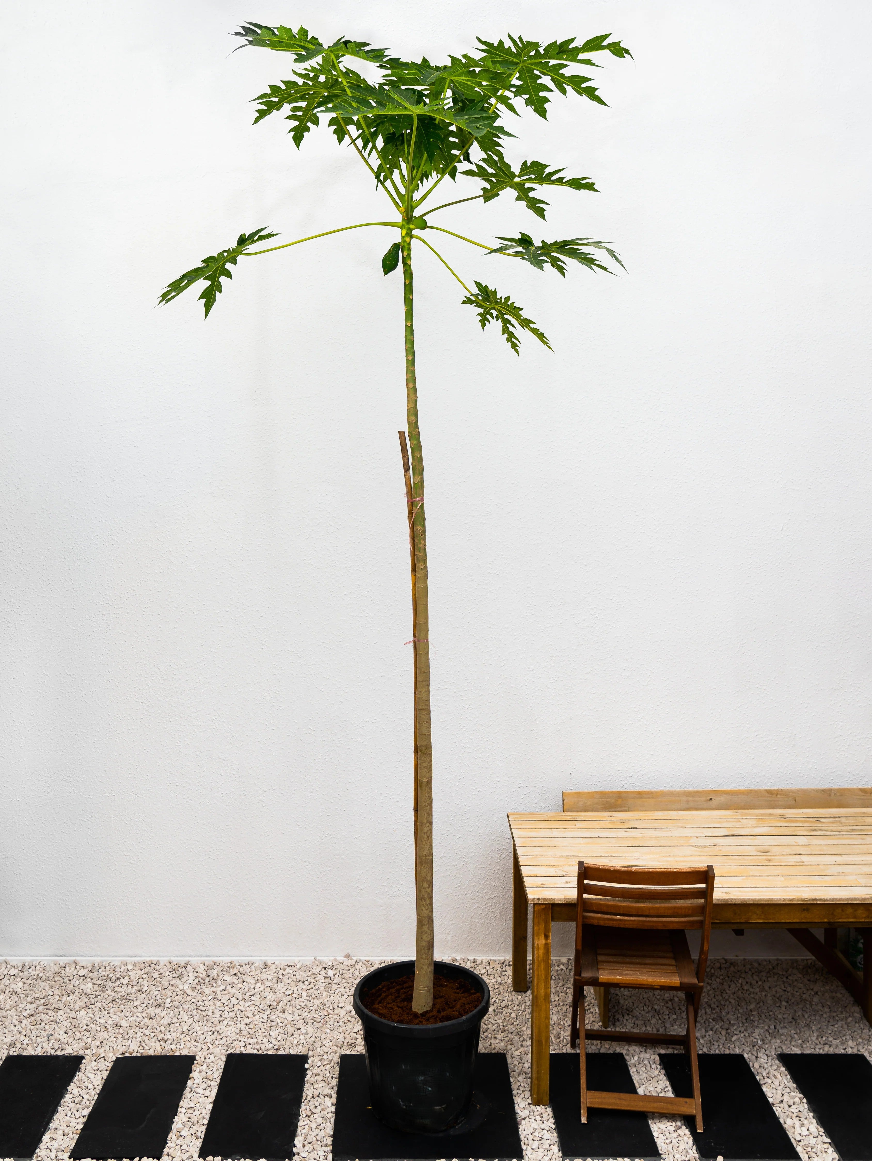 Carica papaya or Papaya Tree | شجرة البابايا