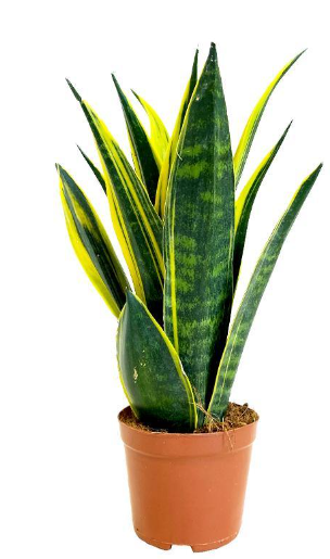 Snake plants, or Sansevieria Plant