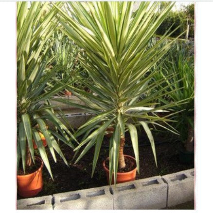 Yucca Jewel Variegated 