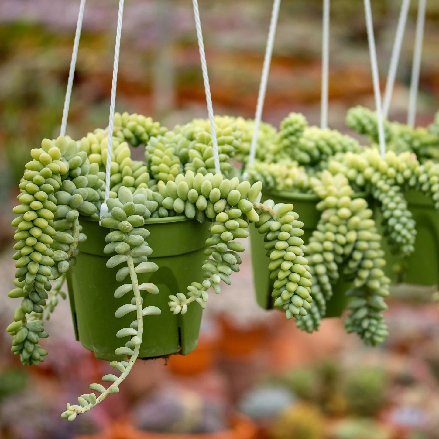 Sedum burrito “Hanging” 25 – 35cm
