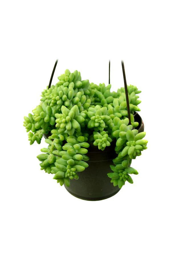 Sedum burrito “Hanging” 25 – 35cm