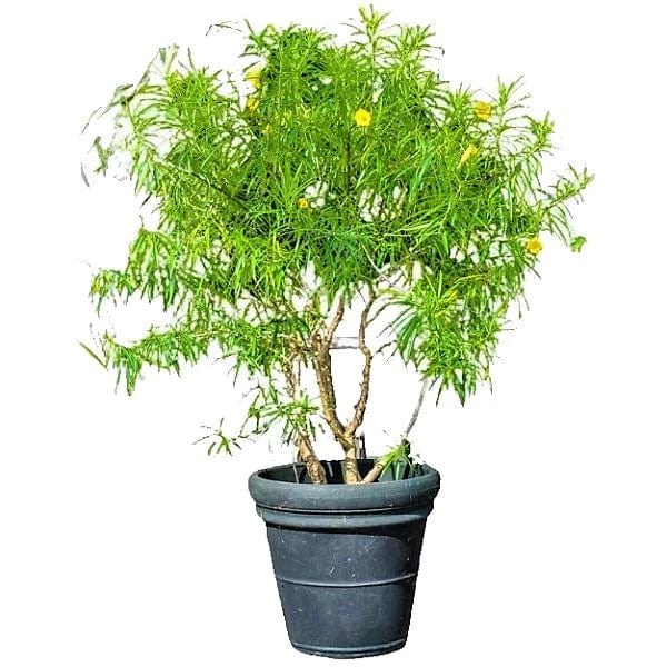 Thevetia Peruviana Plant – Elegant Yellow Flowering Outdoor Ornamental