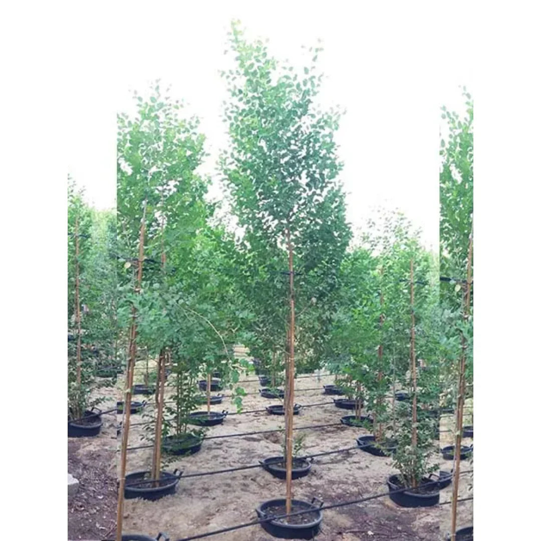 Ziziphus Spina Christi or Sidr Tree شجرة سدر