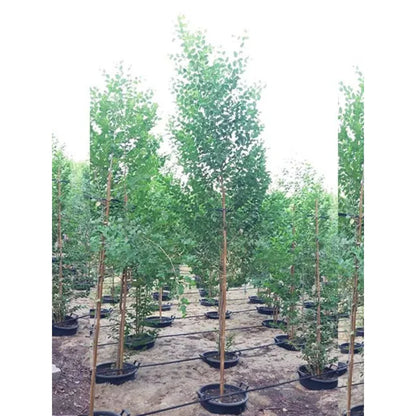 Ziziphus Spina Christi or Sidr Tree شجرة سدر