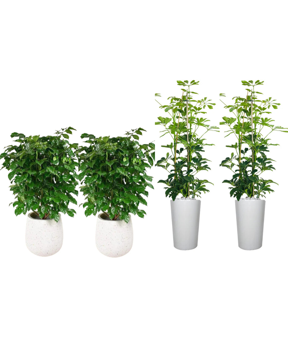 Combo Indoor Plants Bundle – 4-Piece Set | 2 x Radermachera Sinica &amp; 2 x Dwarf Umbrella Tree | Premium Greenery by Royal Plantscape