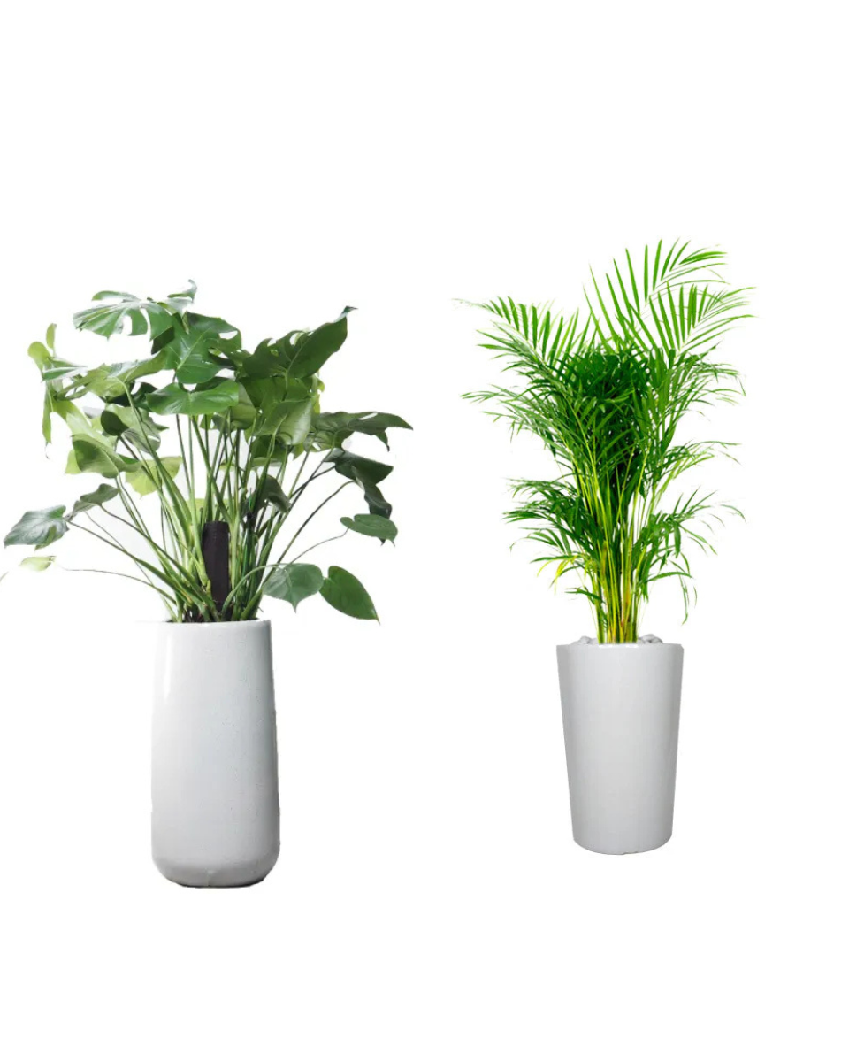 Combo Plants Bundle of 2 | Areca Palm &amp; Monstera Deliciosa | Premium Indoor Greenery in Ceramic Pots