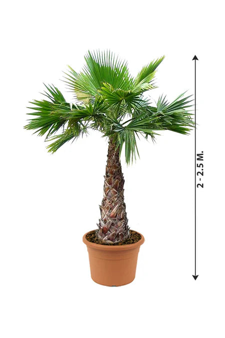 Washingtonia Robusta