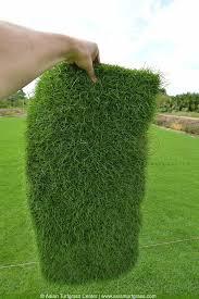 Grass Natural Carpet Paspalum Grass “Paspalium vaginatum”(Price Per Mater Square (2 Rols)