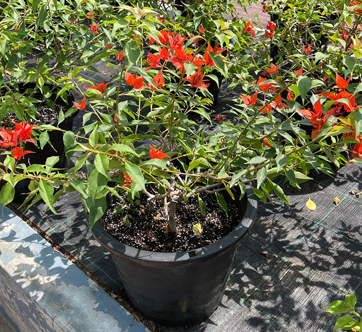 Bougainvillea Red 
