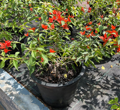 Bougainvillea Red 