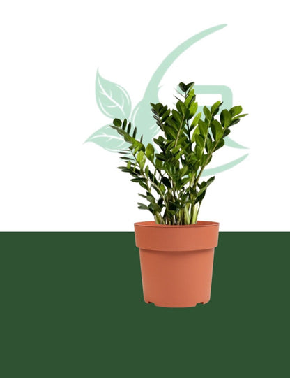 Zamia plant, also known as ZZ plant (Zamioculcas zamiifolia),