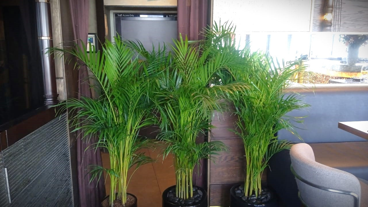 Areca Palm Combo – Set of 3 | 150cm Tall | Lush Indoor Natural Plants in Ceramic Pots
