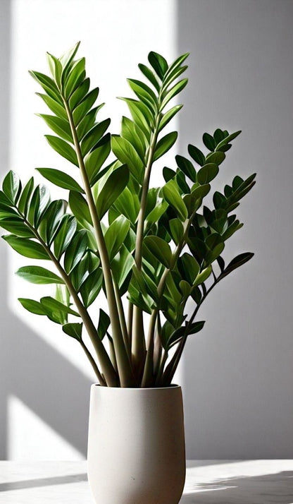 Zamia plant, also known as ZZ plant (Zamioculcas zamiifolia),