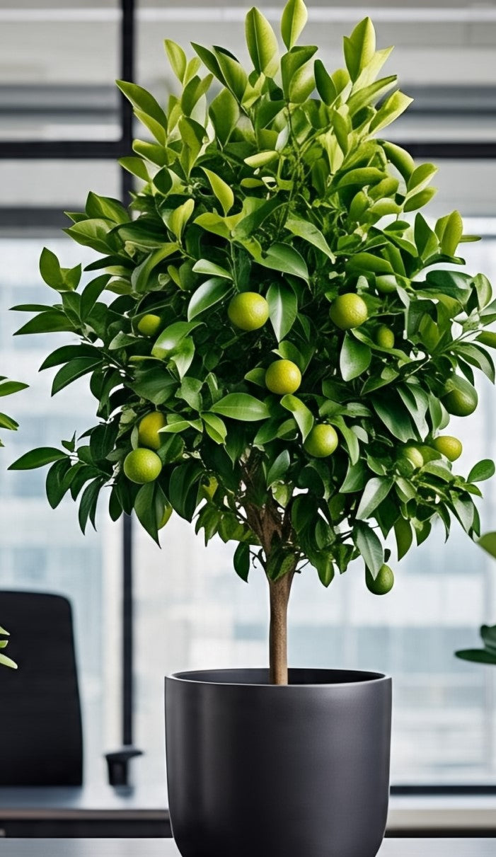 Limequat Plant – Lush Indoor Citrus Beauty in Ceramic Pot