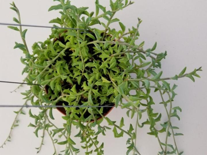 SENECIO PEREGRINUS OR STRING OF DOLPHINS