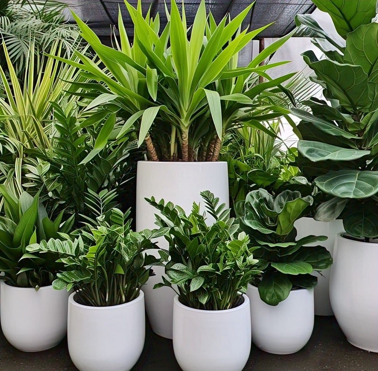 Combo Plants Bundle of 6 Pieces | Indoor Plants |Ceramic Plants| Office Plants | Home Plants