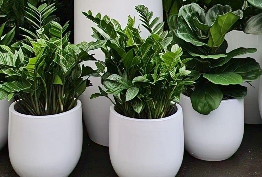 Combo Plants Bundle of 3 Pieces | Indoor Plants |Ceramic Plants| Office Plants | Home Plants