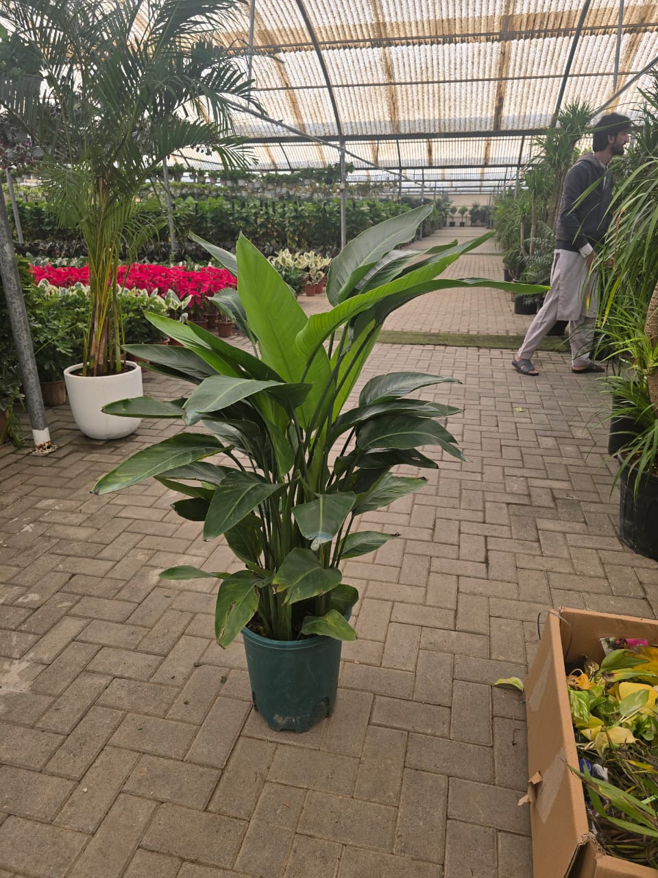 Strelitzia Nicolai or Bird of Paradise