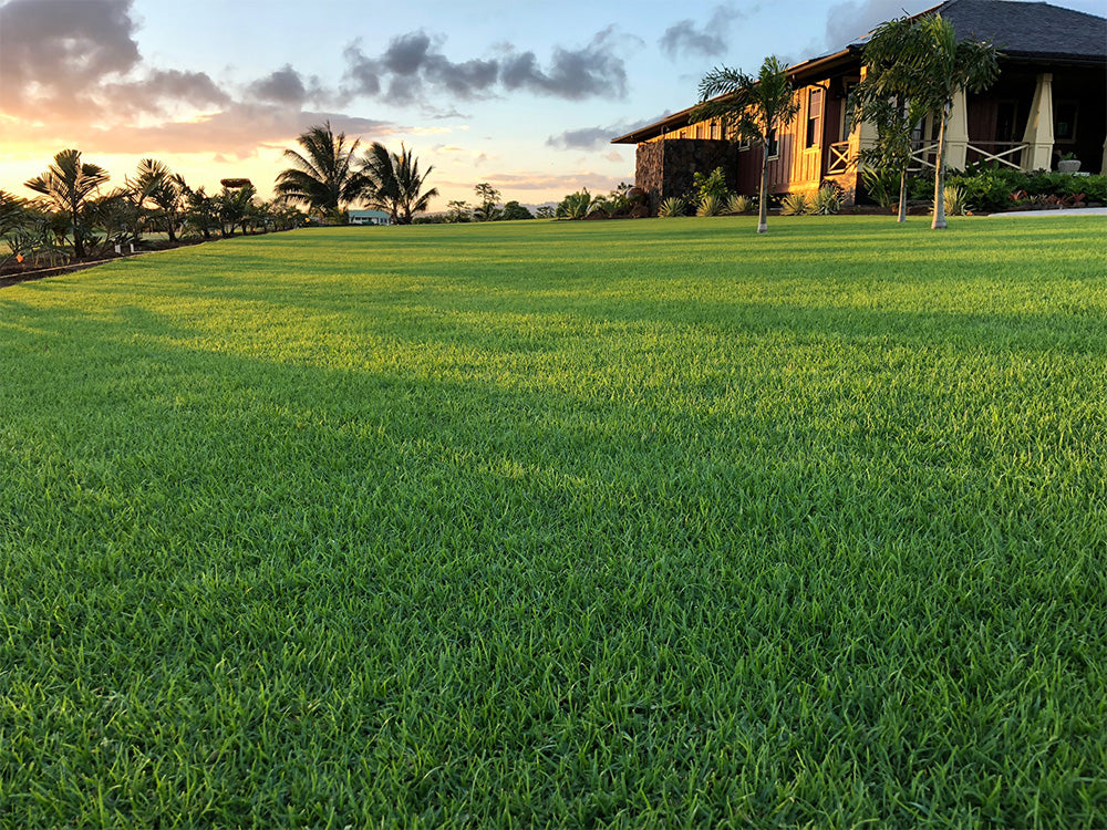 Grass Natural Carpet Paspalum Grass “Paspalium vaginatum”(Price Per Mater Square (2 Rols)