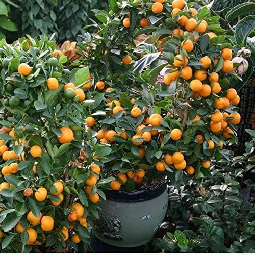 Citrus Mitis / Chinese Oranges | البرتقال الصيني – Fragrant Ornamental Tree for Indoors & Outdoors
