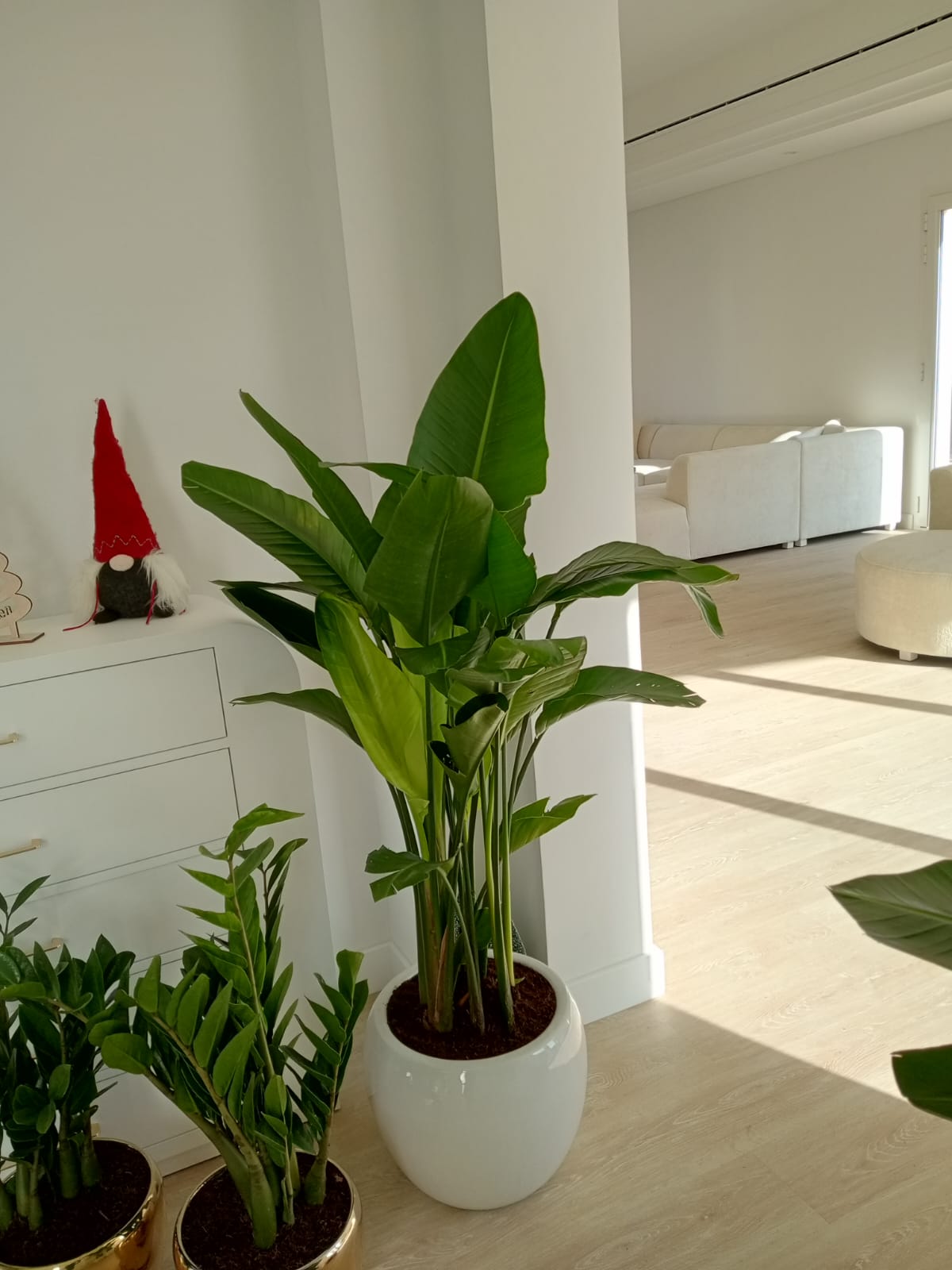 Strelitzia Nicolai or Bird of Paradise