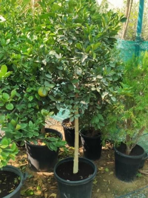 Citrus Orange Tree | Lush Fruit-Bearing Tree for Home &amp; Garden
