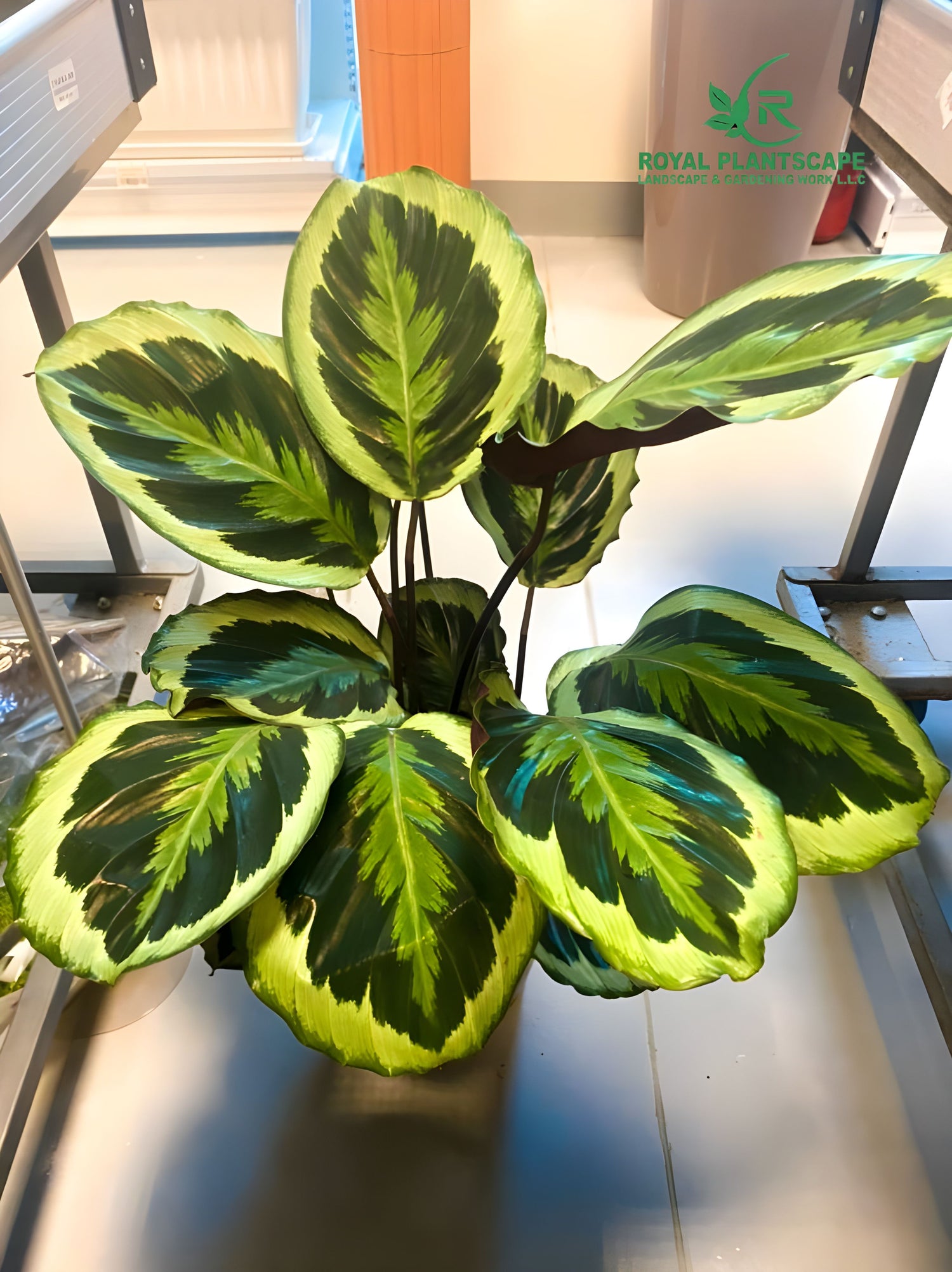 Best Plants For Home Office