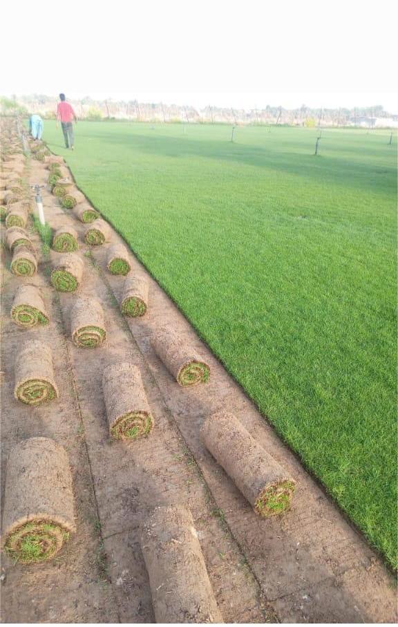 Grass Natural Carpet Paspalum Grass “Paspalium vaginatum”(Price Per Mater Square (2 Rols)