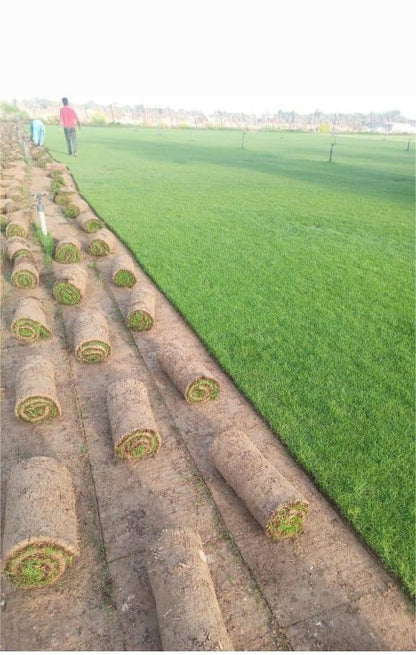 Grass Natural Carpet Paspalum Grass “Paspalium vaginatum”(Price Per Mater Square (2 Rols)