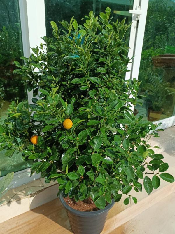 Mandarin Orange Fruit Tree | Lush Citrus Plant for Home &amp; Garden