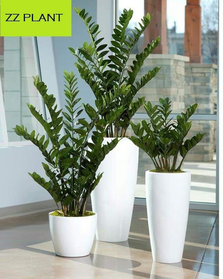 Combo Zamioculcas Plant Set – 3-Piece Indoor Elegance in Ceramic Pots