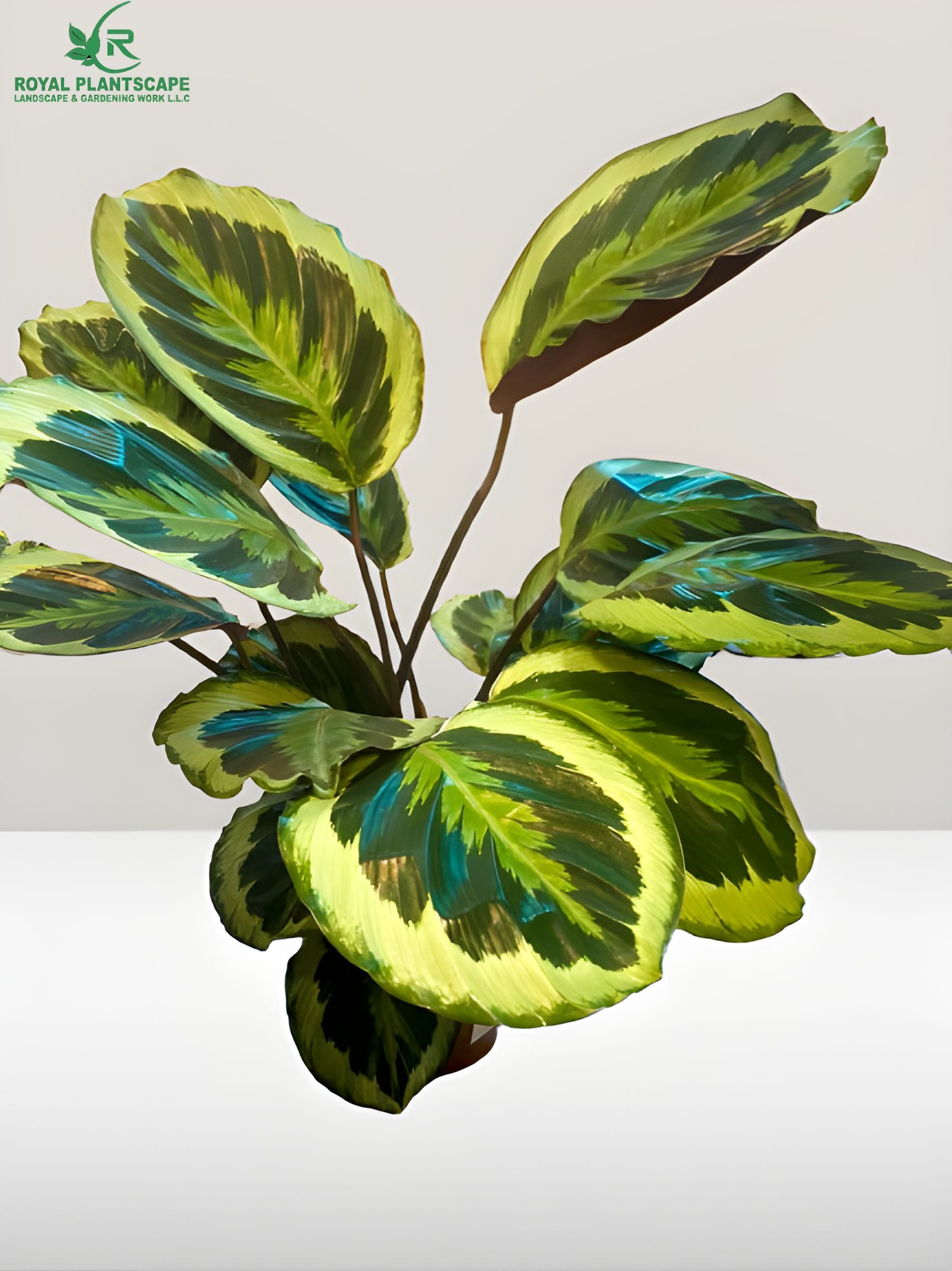 Best Plants For Home Office