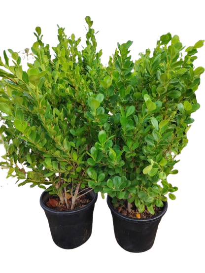 Ficus Panda (Ficus macrophylla)