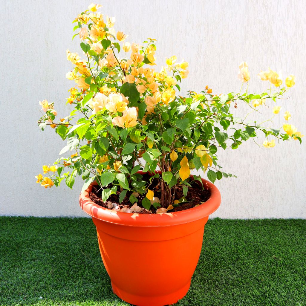 Bougainvillea Gold