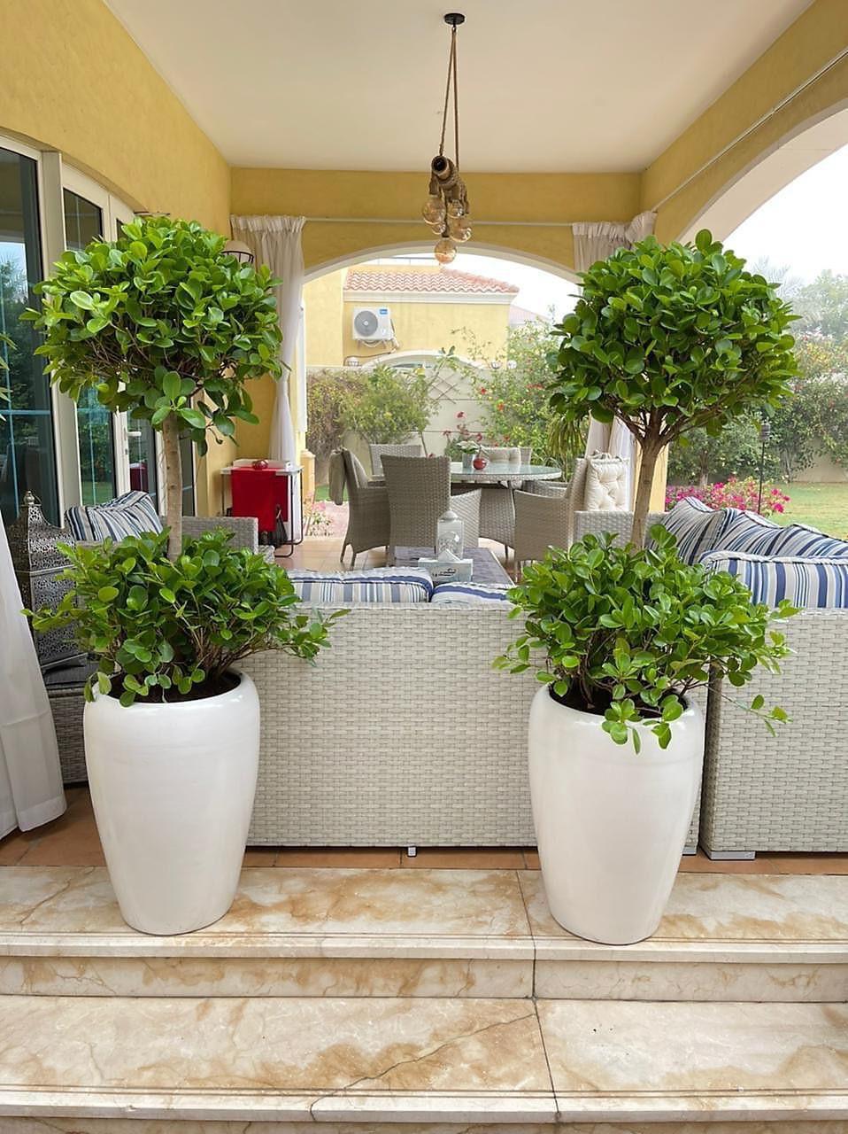 Combo of 2 Ficus Panda Plants | Lush Greenery in Elegant Ceramic Pots – Outdoor Plants