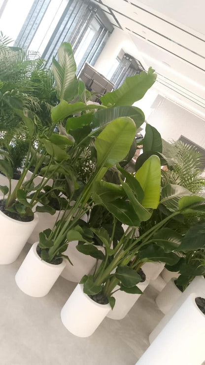 Combo Plants Bundle of 10 | 5 Bird of Paradise + 5 Areca Palm | Lush Indoor Plants in Ceramic Pots