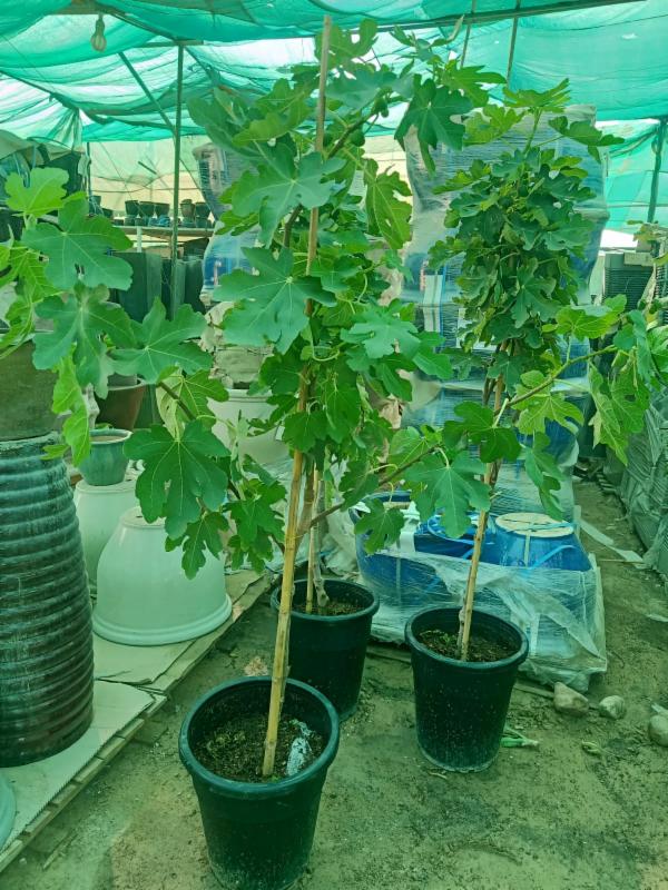 FICUS CARICA “FIG TREE” شجرة التين