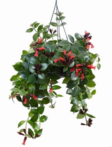 Aeschynanthus &quot;Mona Lisa&quot; | Lipstick Plant | Elegant Hanging Beauty